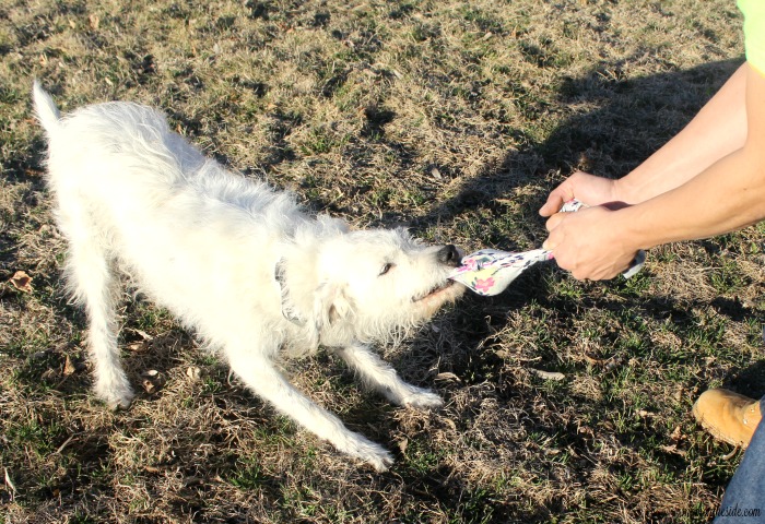 DIY Dog Toy and Frozen Treat Block with Nature's Recipe