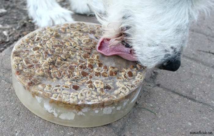 DIY Dog Toy and Frozen Treat Block with Nature's Recipe